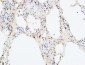 VEGF-D Polyclonal Antibody