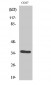 VEGF-D Polyclonal Antibody