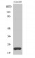 VEGI Polyclonal Antibody