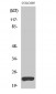 VEGI Polyclonal Antibody