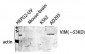 VIM Polyclonal Antibody