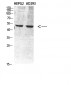 Vimentin Polyclonal Antibody