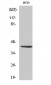 Wnt-1 Polyclonal Antibody