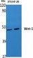 Wnt-1 Polyclonal Antibody