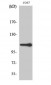 XRN2 Polyclonal Antibody