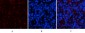YAP Polyclonal Antibody