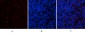 YAP Polyclonal Antibody