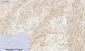 YAP Polyclonal Antibody