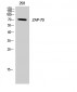 ZAP-70 Polyclonal Antibody