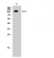 EphA7 Polyclonal Antibody