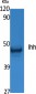 Ihh Polyclonal Antibody