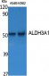 ALDH3A1 Polyclonal Antibody