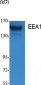 EEA1 Polyclonal Antibody