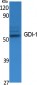 GDI-1 Polyclonal Antibody