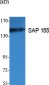 SAP 155 Polyclonal Antibody