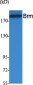 Brm Polyclonal Antibody