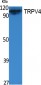 TRPV4 Polyclonal Antibody