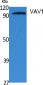 VAV1 Polyclonal Antibody