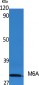 M6A Polyclonal Antibody