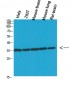 GAPDH Polyclonal Antibody