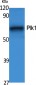 Plk1 Polyclonal Antibody