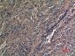 A1BG Polyclonal Antibody