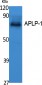 APLP-1 Polyclonal Antibody