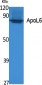 ApoL6 Polyclonal Antibody