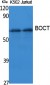 BOCT Polyclonal Antibody