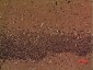 CaMKIIδ Polyclonal Antibody