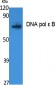 DNA pol ε B Polyclonal Antibody