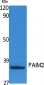 FAIM2 Polyclonal Antibody