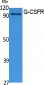 G-CSFR Polyclonal Antibody