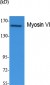 Myosin VI Polyclonal Antibody