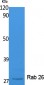Rab 26 Polyclonal Antibody
