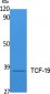 TCF-19 Polyclonal Antibody