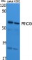 RhCG Polyclonal Antibody