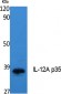 IL-12A p35 Polyclonal Antibody