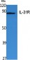 IL-31Rα Polyclonal Antibody