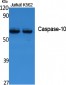 Caspase-10 Polyclonal Antibody
