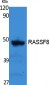 RASSF8 Polyclonal Antibody