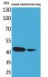 Actin-α cardiac muscle Polyclonal Antibody