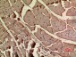 Actin-α cardiac muscle Polyclonal Antibody