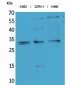 SCP-3 Polyclonal Antibody