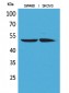 HNF-4α/γ Polyclonal Antibody