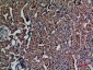 HNF-4α/γ Polyclonal Antibody