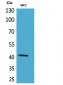 α-SMA Polyclonal Antibody