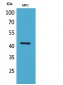 α-SMA Polyclonal Antibody