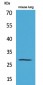 Chymase Polyclonal Antibody