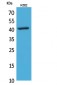 L-Selectin Polyclonal Antibody